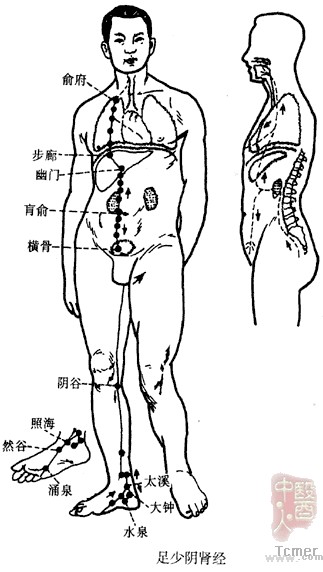 足少阴肾经
